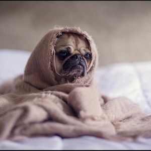 Meet your Posher, Maya